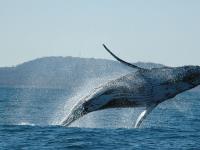 Whale Watch Experience image 3